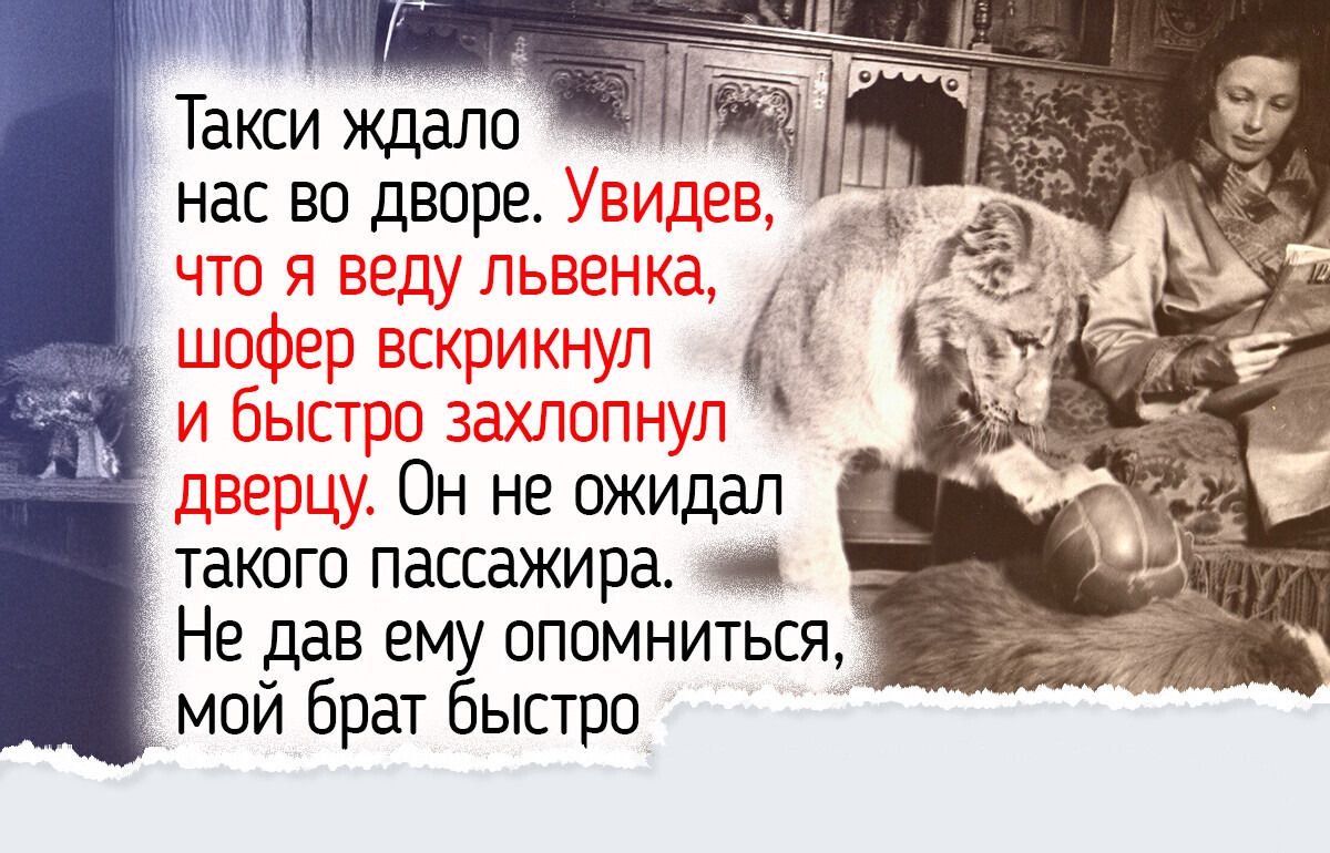 Как жила львица, которую воспитали в московской коммуналке в 1930-х